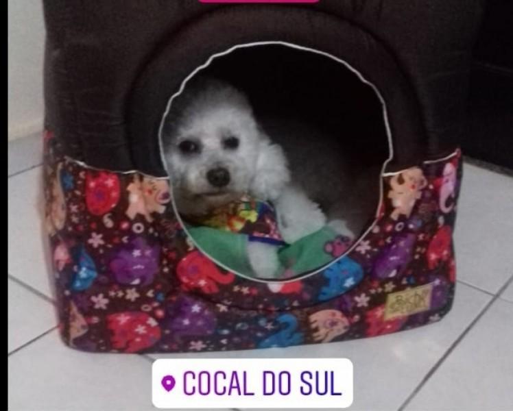 Procura-se Thor