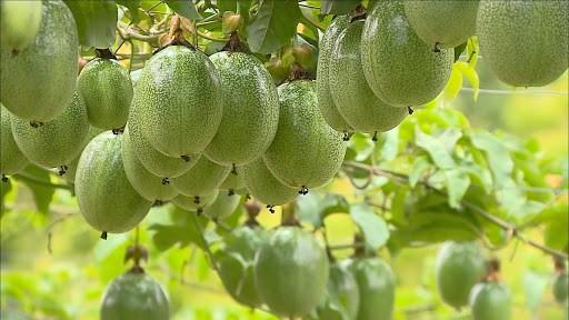 No Sul do Estado, evento internacional discutirá sobre o cultivo do maracujá