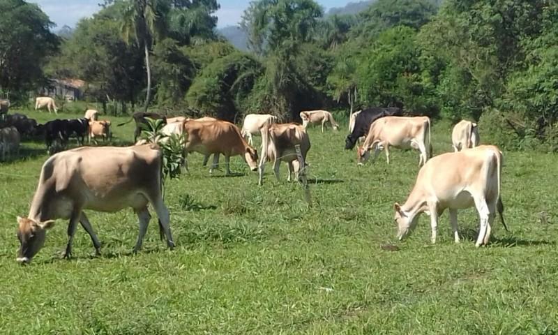 Bovino no pasto em ênfase em dia de campo