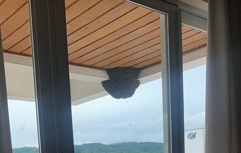 Mais de 20 mil abelhas invadem apartamento e preocupam moradores em Criciúma; veja vídeo