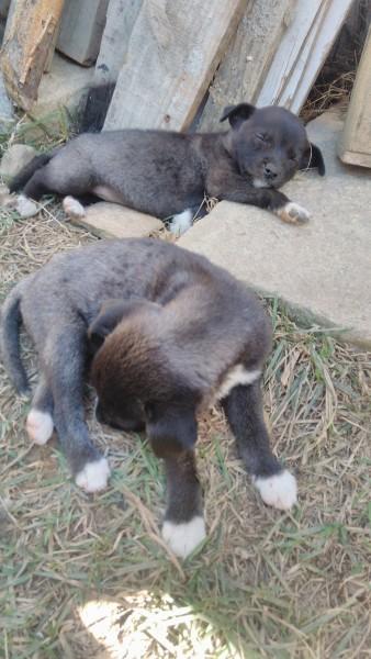 Procura-se Cachorrinhas Para Adoção