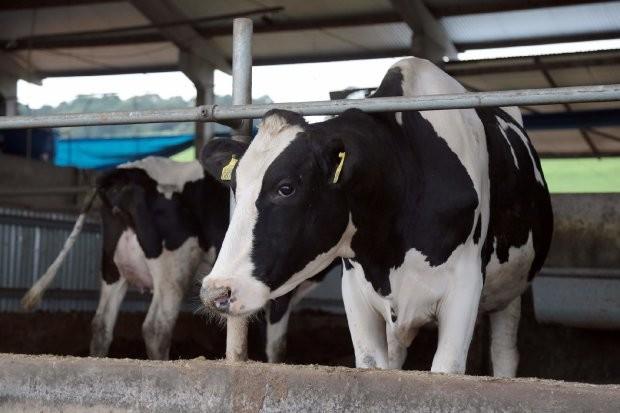 Santa Catarina ampliou em 223,5% a produção de leite nos últimos 21 anos