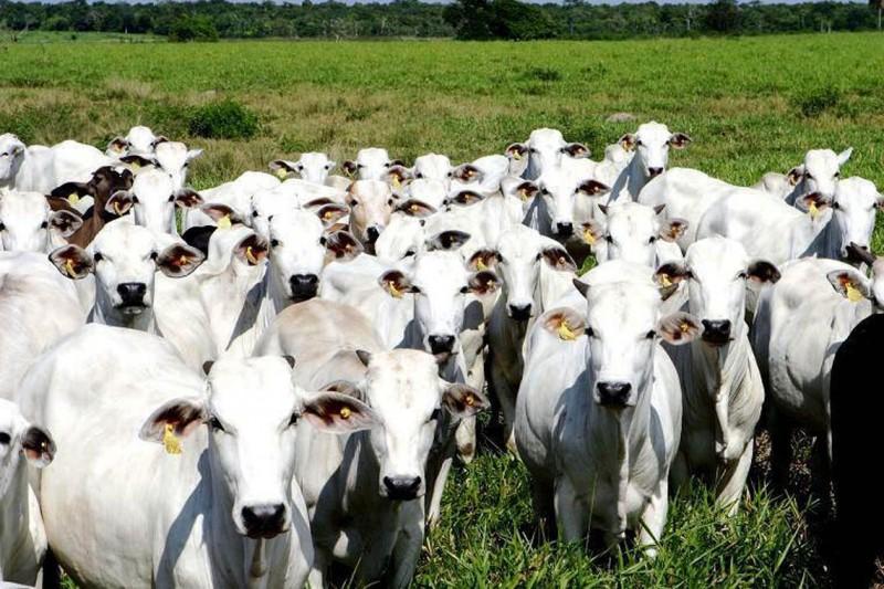 Consulta sobre erradicação da febre aftosa termina nesta quinta-feira