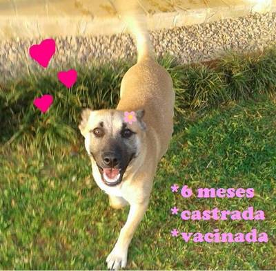 Animal para doação - Luna