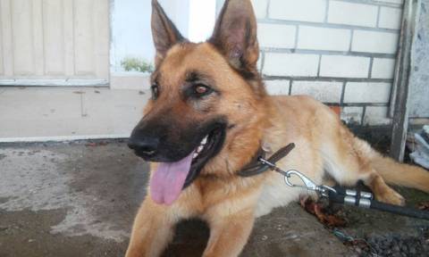 Animal encontrado no bairro Imigrantes