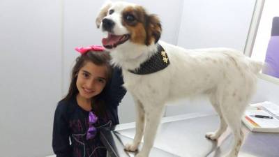 Mutirão de castração de cães e gatos neste sábado a preço de custo