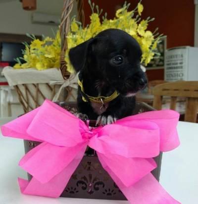 Animal para doação - Clara
