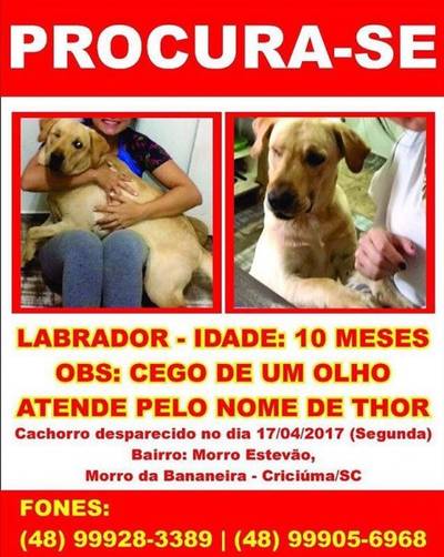 Procura-se Thor