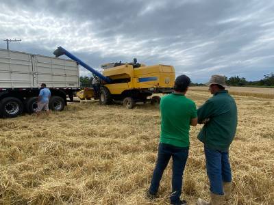 Produtor rural de Içara aposta em plantação de larga escala para diversificar agricultura