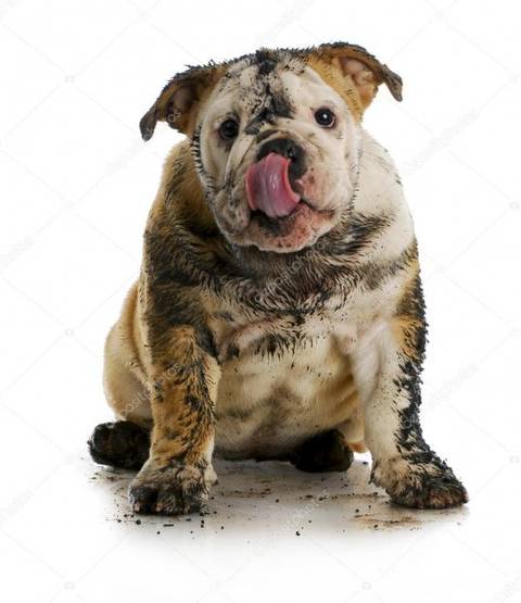 Por que cães se esfregam em material em decomposição?