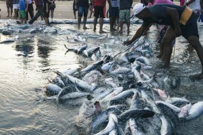 Cota chega a 90% e governo federal encerra safra da pesca da tainha por arrasto de praia