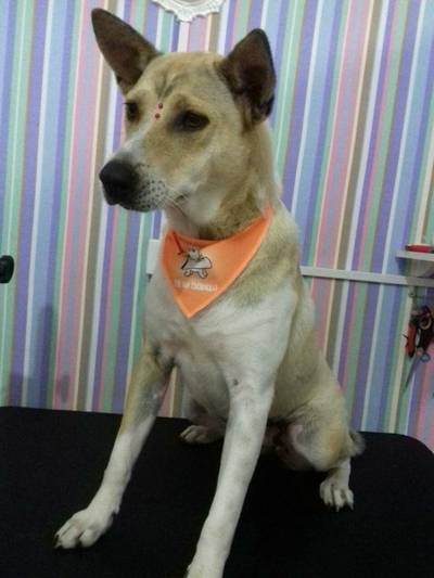 Animal para doação - Paquita