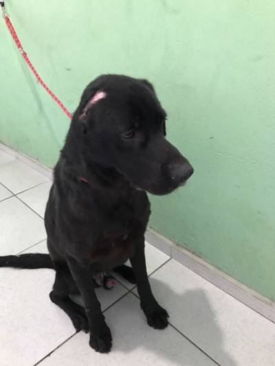 Animal para doação