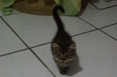 Animal para doação - Aurora