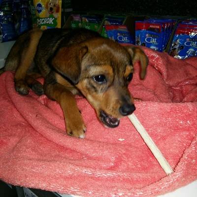 Animal encontrado no bairro Michel
