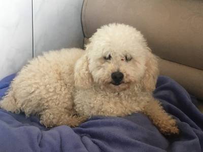 Animal encontrado no bairro Saturno