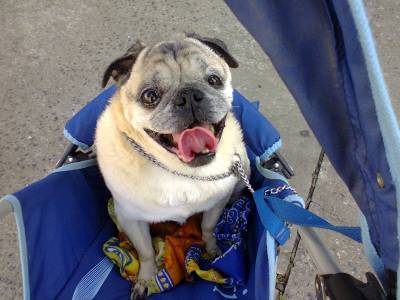 Em Criciúma, morre um dos pugs mais longevos do Brasil