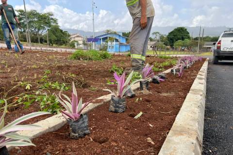 Siderópolis: revitalização da avenida Porfírio Feltrin avança com início do plantio de mudas