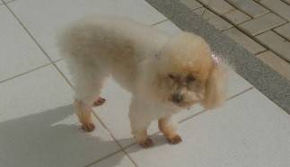 Animal encontrado no bairro Bosque Do Repouso