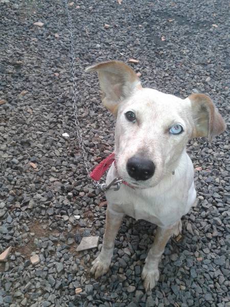 Animal para doação - Luna