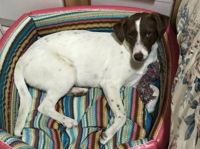 Animal para doação - Belinha