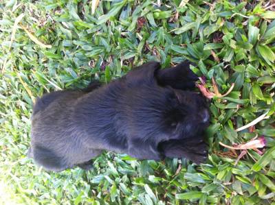 Animal para doação