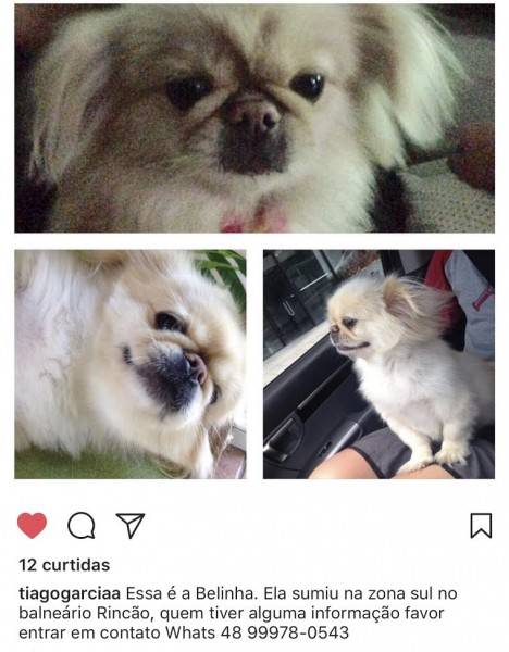 ENCONTRADA! Procura-se Belinha